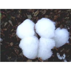 Cotton Wastes
